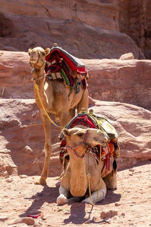 camel